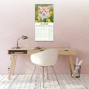 CALENDRIER 2026 - CHATONS Diverses races