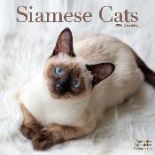 CALENDRIER 2026 - CHATS SIAMOIS toutes couleurs