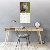 CALENDRIER 2027 - CHOUETTES