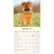 CALENDRIER 2027 - CHOW CHOW