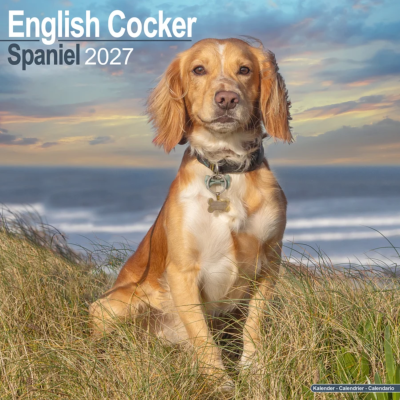 CALENDRIER 2027 - COCKER ANGLAIS