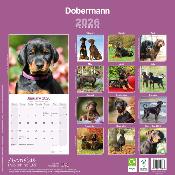 CALENDRIER 2026 - DOBERMAN
