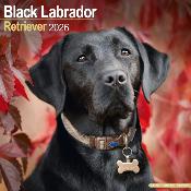 CALENDRIER 2026 -LABRADOR NOIR