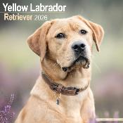 CALENDRIER 2026 -LABRADOR SABLE