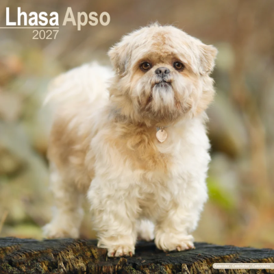 CALENDRIER 2027 - LHASSA APSO