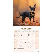 CALENDRIER 2026 -PINSCHER NAIN