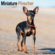 CALENDRIER 2027 - PINSCHER NAIN