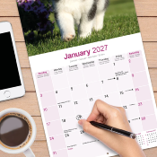 CALENDRIER 2027 - HUSKY  SIBERIEN