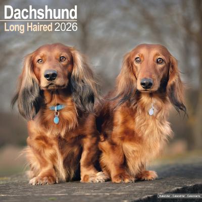 CALENDRIER 2026 - TECKEL POIL LONG
