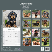 CALENDRIER 2027 - TECKEL POIL COURT