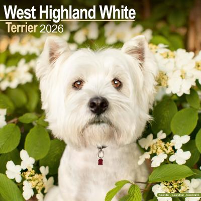 CALENDRIER 2026 - WEST HIGHLAND TERRIER