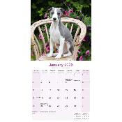 CALENDRIER 2026 - WHIPPET