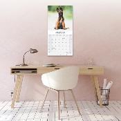CALENDRIER 2026 - BERGERS BELGES