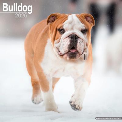 CALENDRIER 2026 - BOULEDOGUE ANGLAIS