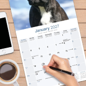 CALENDRIER 2027 - BOULEDOGUE FRANCAIS
