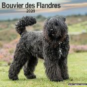 CALENDRIER 2026 - BOUVIER DES FLANDRES