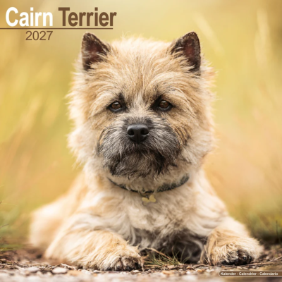 CALENDRIER 2027 - CAIRN TERRIER