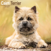 CALENDRIER 2027 - CAIRN TERRIER