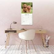 CALENDRIER 2026 - CANICHE STANDARD