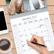 CALENDRIER 2027 - CAVALIER KING CHARLES
