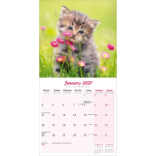 CALENDRIER 2027 - CHATONS  DIVERSES RACES