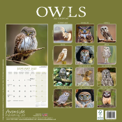 CALENDRIER 2027 - CHOUETTES