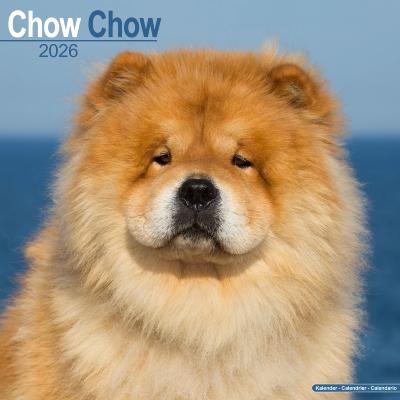 CALENDRIER 2026 - CHOW CHOW