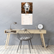CALENDRIER 2027 - DALMATIEN