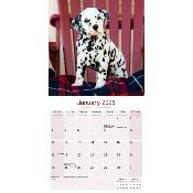 CALENDRIER 2026 - DALMATIEN
