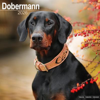 CALENDRIER 2026 - DOBERMAN