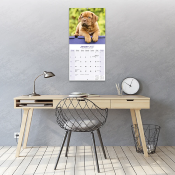 CALENDRIER 2027 - DOGUE DE BORDEAUX
