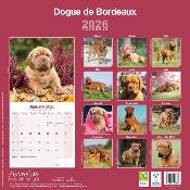CALENDRIER 2026 - DOGUE DE BORDEAUX
