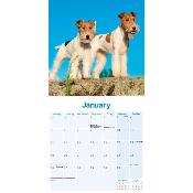CALENDRIER 2026 - FOX TERRIER POIL DUR