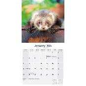 CALENDRIER 2026 - FURETS