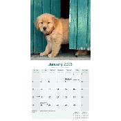 CALENDRIER 2026 - GOLDEN RETRIEVER