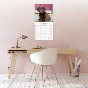 CALENDRIER 2026 -LABRADOR CHOCOLAT