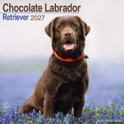 CALENDRIER 2027 - LABRADOR CHOCOLAT