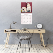 CALENDRIER 2027 - LABRADOR SABLE