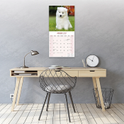 CALENDRIER 2027 - SAMOYEDE