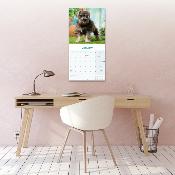 CALENDRIER 2026 - SCHNAUZER NAIN