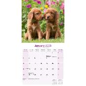 CALENDRIER 2026 - SETTER IRLANDAIS