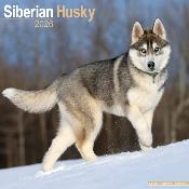 CALENDRIER 2026 - SIBERIAN HUSKY