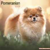 CALENDRIER 2026 - SPITZ NAIN