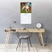 CALENDRIER 2027 - WHIPPET