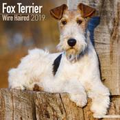 CALENDRIER 2019 - FOX TERRIER POIL DUR