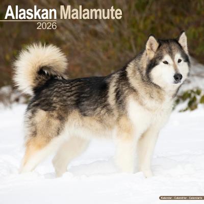 CALENDRIER 2026 - ALASKAN MALAMUTE