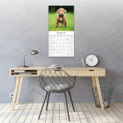 CALENDRIER 2027 - AMERICAN PIT BULL TERRIER
