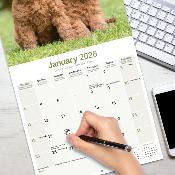 CALENDRIER 2026 - CANICHE STANDARD