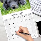 CALENDRIER 2026 - DOGUE ALLEMAND