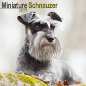 CALENDRIER 2027 - SCHNAUZER NAIN